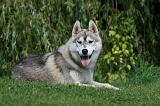 SIBERIAN HUSKY 929